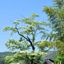 순천-35호 이미지