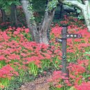 9월17 (수) 함평 용천사 꽃무릇,고창학원농장, 선운사, 가을마중 하러 갑니다 이미지