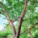 송정동 핫도그(해동용궁사점) | 부산핫도그 해동용궁사 필수맛집, 송정동핫도그!