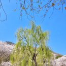 부산12교 | 진해벚꽃명소 진해경화역과 진해내수면환경생태공원