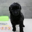 토이패밀리 이미지
