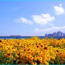 루드베키아 이미지