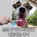 전남낙협동물병원 | 전남 순천 동물병원 강아지 스케일링 내돈내산 후기(치석제거)