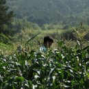 김상수 농장 이미지