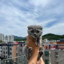 오독안심분양센터 강아지분양 고양이분양 대구점 이미지