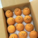 신진팜 | 4월제철과일 한라봉 제주산지직송 고당도한라봉 귤스데이 한라봉 택배 후기