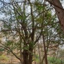 유가사 주차장(구) | 서울시청 산악회 508차 무등산 산행-주차장~토끼등~중봉~서석대~입석대~장불재~일주문~주차장 원점 회귀...