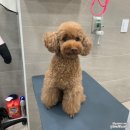 청담동물병원애견미용실 이미지