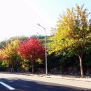 파주로 은행나무길 이미지