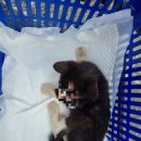 남산동물병원 이미지