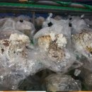 이용복농장 이미지