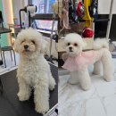 나나 애견 미용실 이미지