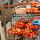 계룡로 | 성심당 케익부띠끄 롯데백화점 대전점 딸기시루 말차시루 평일 구매 주차 후기