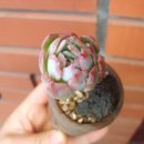 블루아라 이미지