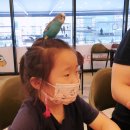 리프패럿부천 | 이색 동물카페 은계점 리프패럿 후기