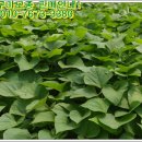 황금누리농장 이미지