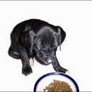 스위트피(sweetpea) 이미지