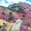 5월 산악회 정기 산행 안내 ( 달성군 비슬산 ) 이미지