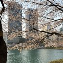 느티나무가든 | 잠실 🌸 2025 석촌호수 벚꽃축제 + 아쿠아가든카페 후기 :) 잠실코스 추천 👍
