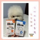 강아지 츄르 추천 건강하개 튼튼스틱 기호성 좋은 눈 간식 후기