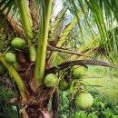 야자 (코코넛 coconut, 可可椰子 가가야자) -27 이미지