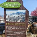 광양 매화마을 매화축제 개화 및 주차