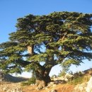 고산 나무인 레바논의 백향목(인터넷 자료 옮김) 이미지