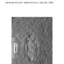 벌 화석 [중생대 트라이아스기 / 충남 보령 / 김현대] 이미지