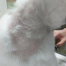 조이애견 이미지