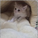 사료할인매장 이미지