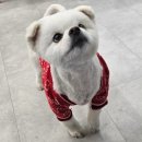 DOG깨비 강아지 미용실 이미지