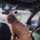 개미용중 | 경기 안양 애견미용 [댕며들개] 미용후기