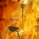 사랑해요 당신 이미지