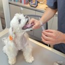 한걸음 동물병원 이미지