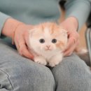 울산 고양이분양 미유펫 이미지