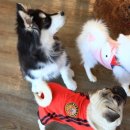 들어오시개 이미지