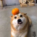 지코바양념통닭 이미지