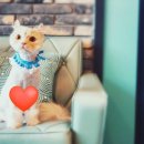 그루밍캣 압구정점 이미지