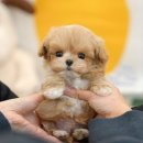 김해 강아지분양 베베몽 | 김해강아지분양 자신있는 곳