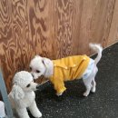 라운지 도그 | 별내 강아지 애견카페 도그라운지 주말 오후 방문후기!