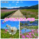서석농협 제1산지유통센터 | 서석코스모스축제 홍천코스모스