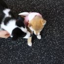 견고하개 이미지