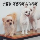 니나펫카페 | 인천 구월동 애견카페 니나펫카페 강아지카페추천