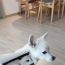 애개애개 이미지