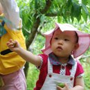 송제농원 이미지