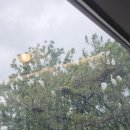 리안농장 이미지