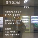 현상언「홍매」 이미지