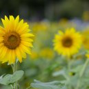 해바라기공원 이미지