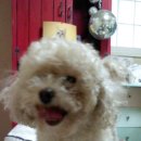 일신여자상업고등학교 이미지