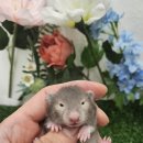 패러그린샵 명지점 이미지